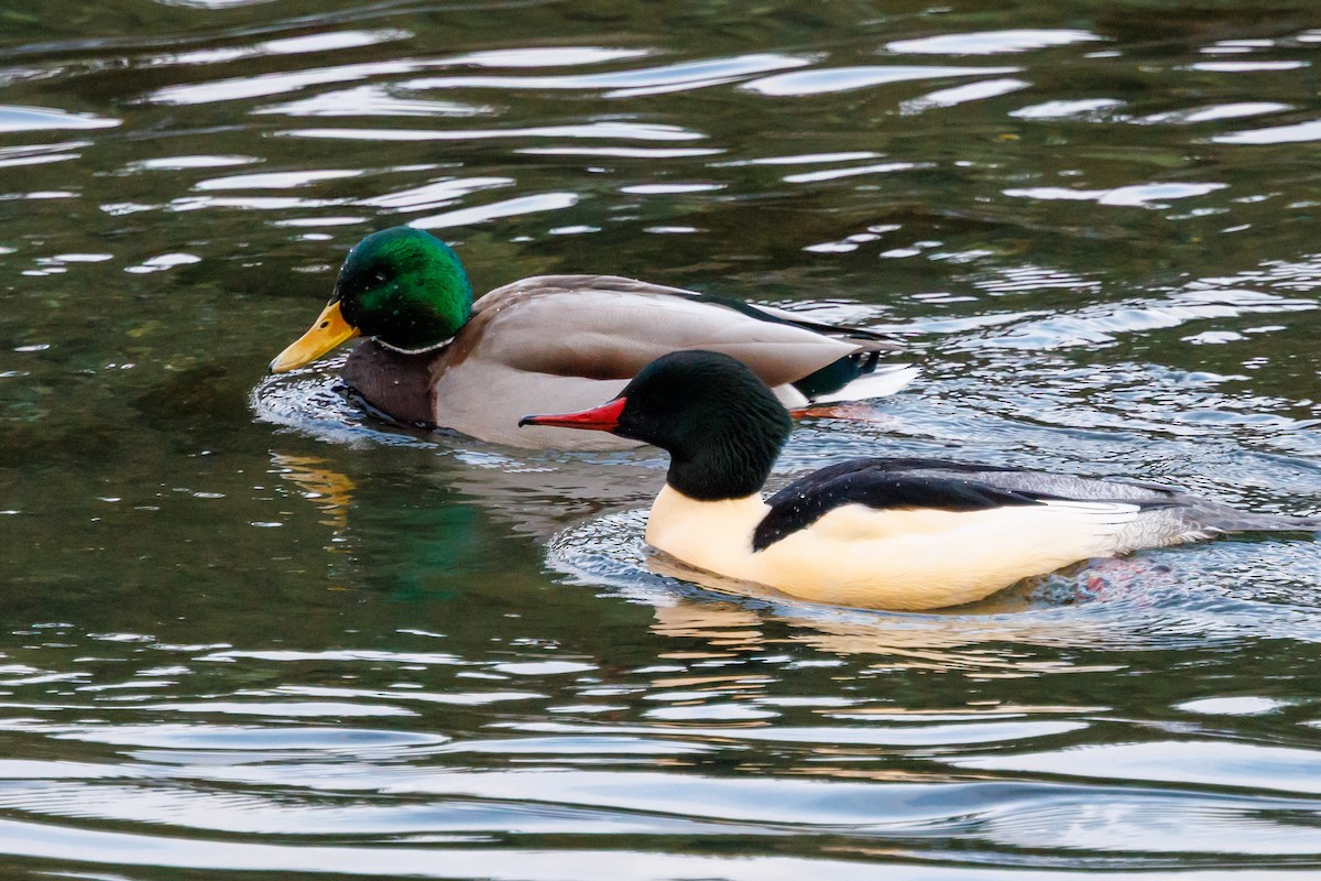 morčák velký - ML647057675