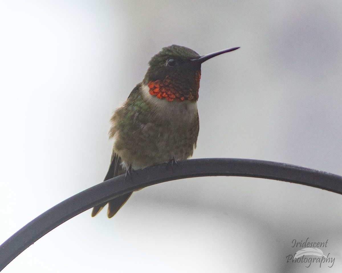 Colibri à gorge rubis - ML647057677