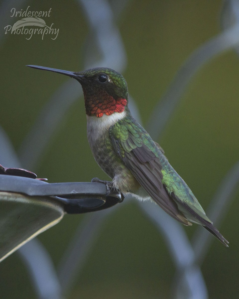 Colibri à gorge rubis - ML647057678