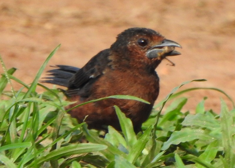 Silver-beaked Tanager - ML647057679