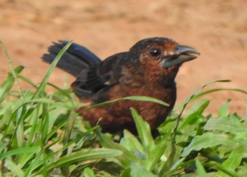 Silver-beaked Tanager - ML647057680