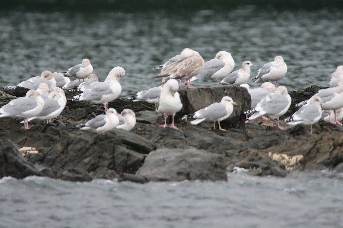 アイスランドカモメ - ML647057682