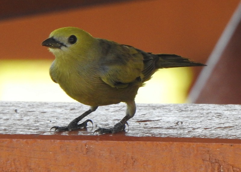 Tangara Palmera - ML647057683