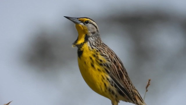 Eastern Meadowlark - ML647057685