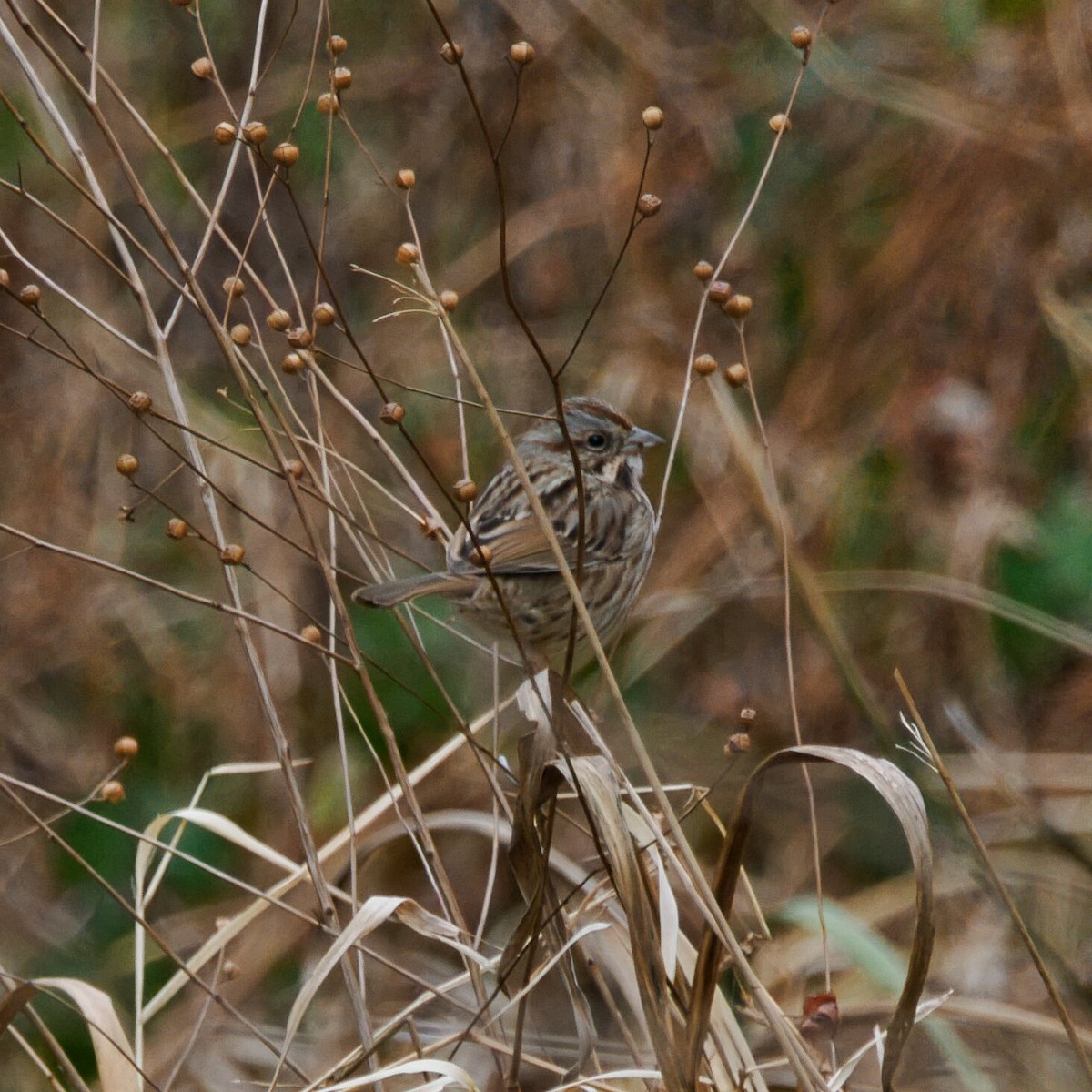 ウタスズメ - ML647057689