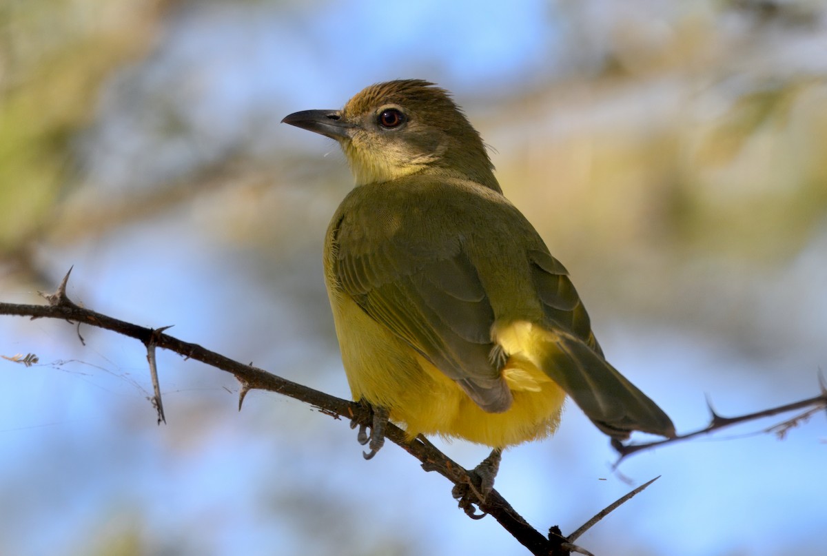 Yellow-bellied Greenbul - ML647057699