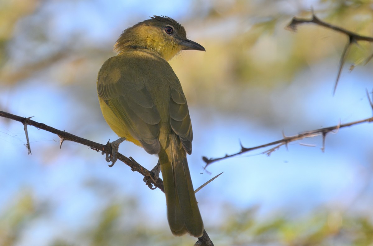 Yellow-bellied Greenbul - ML647057700