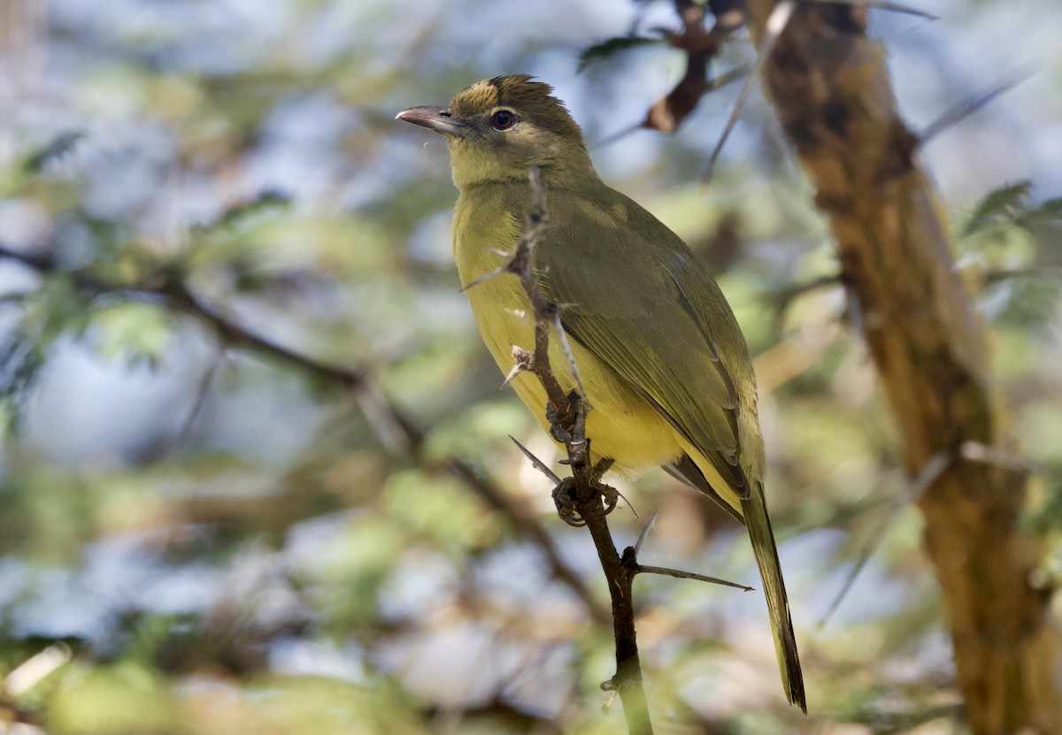 Yellow-bellied Greenbul - ML647057701