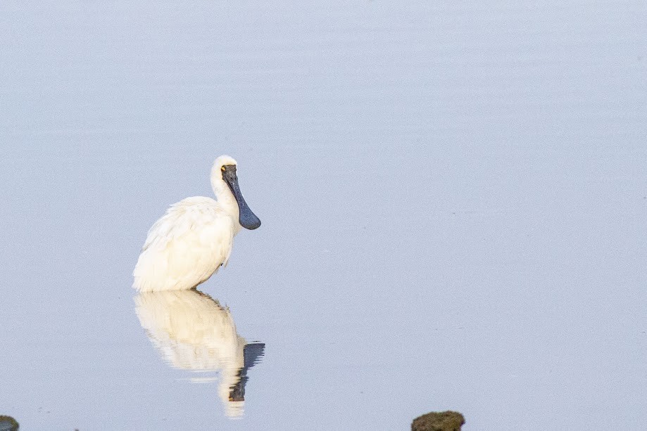 Косар королівський - ML647057704