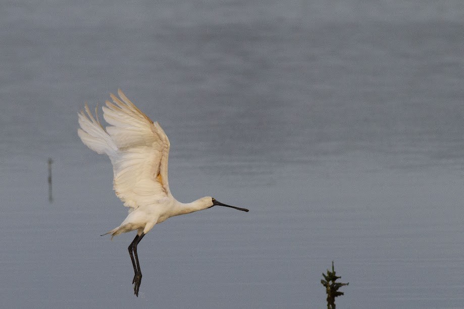 Косар королівський - ML647057705