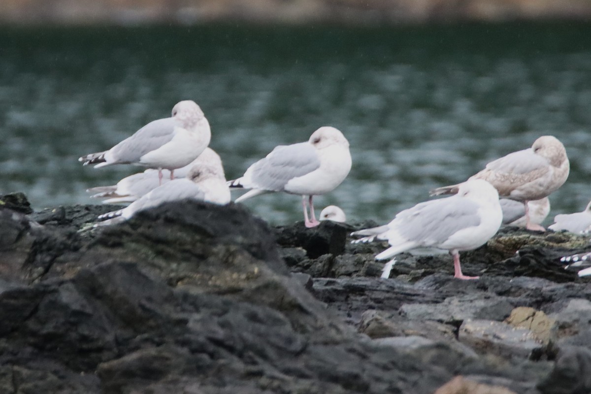 アイスランドカモメ - ML647057709