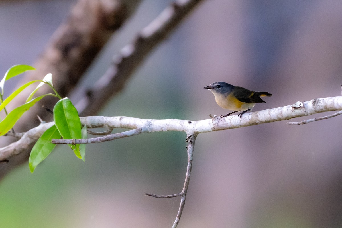 סבכון חכלילי - ML647057719