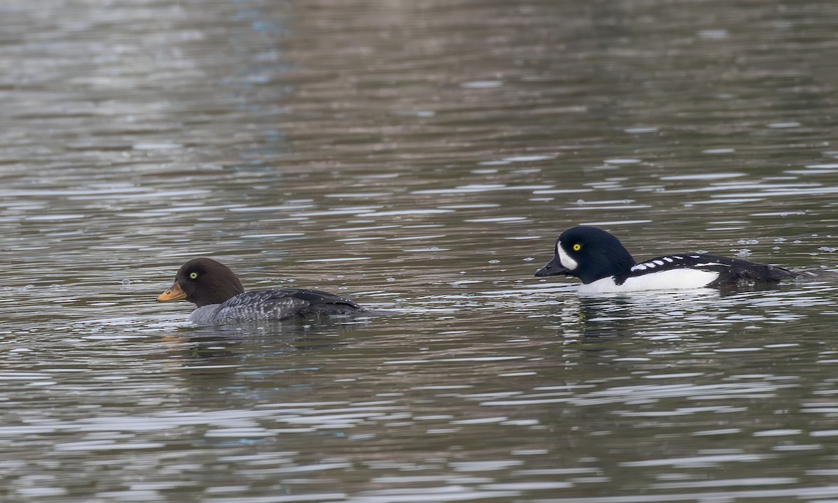 キタホオジロガモ - ML647057720