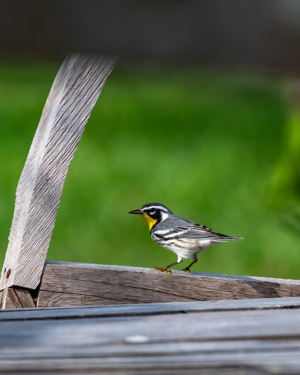 Paruline à gorge jaune - ML647057724