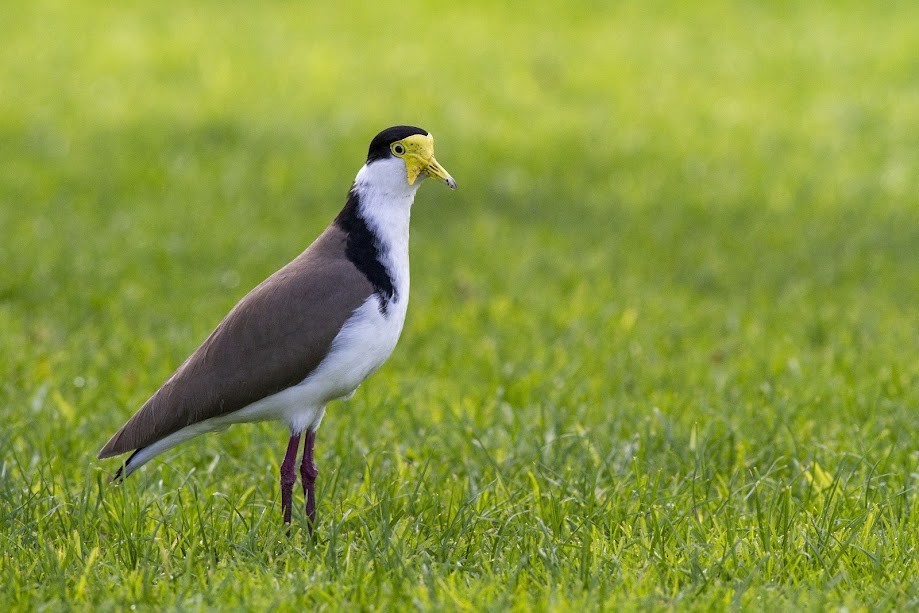 Hegabera maskaraduna - ML647057730