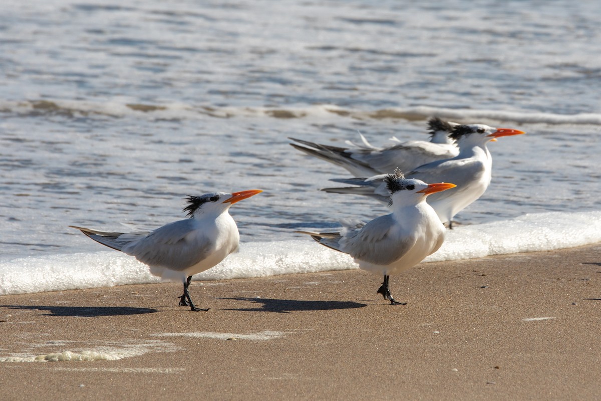 Royal Tern - ML647057733