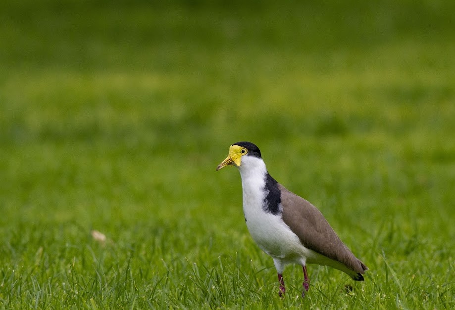 Hegabera maskaraduna - ML647057736