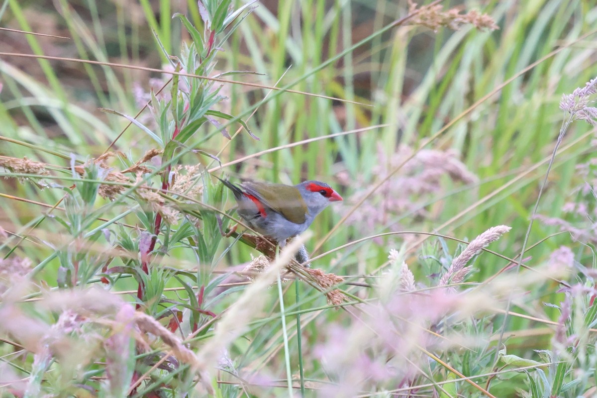 Краснобровая амадина - ML647057742