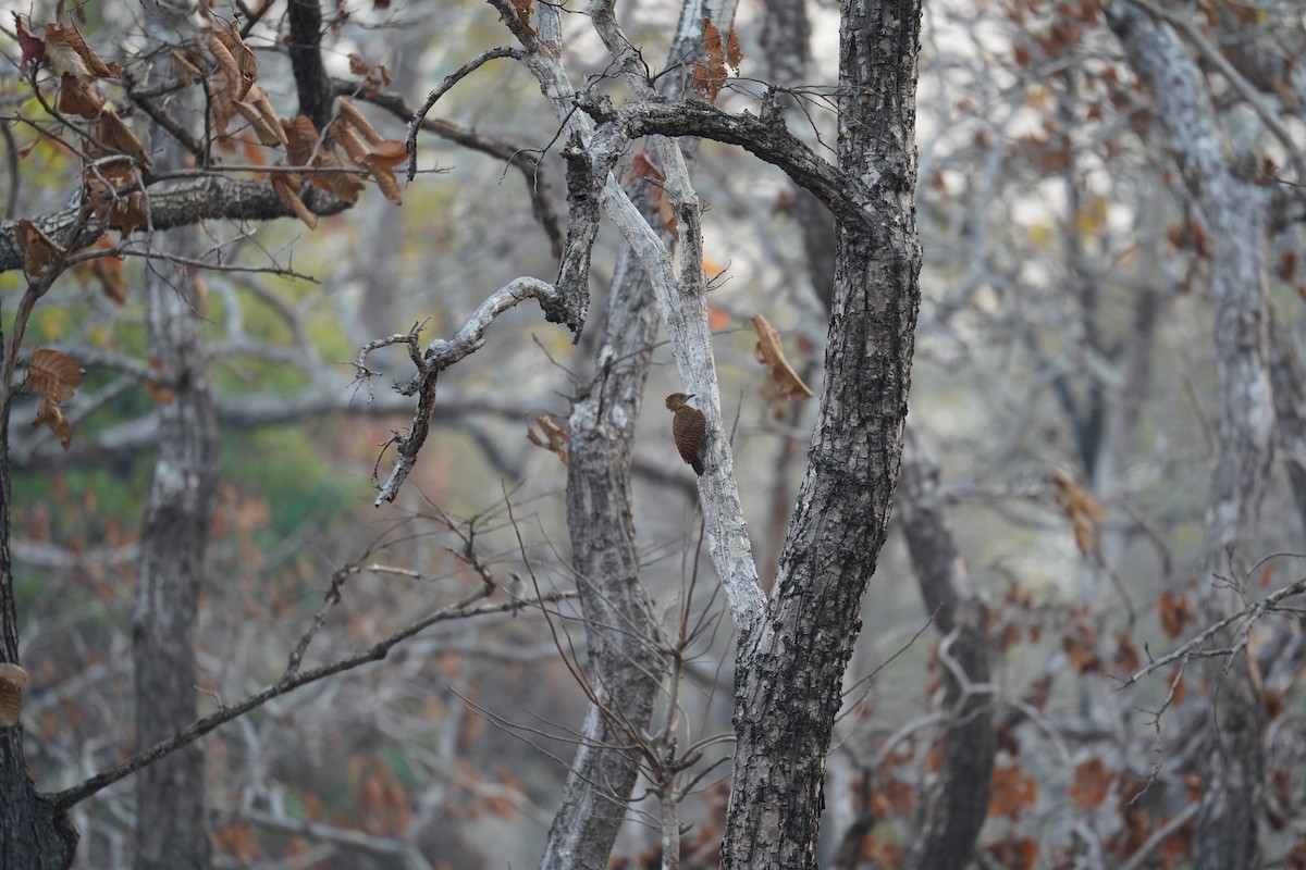 Rufous Woodpecker - ML647057751
