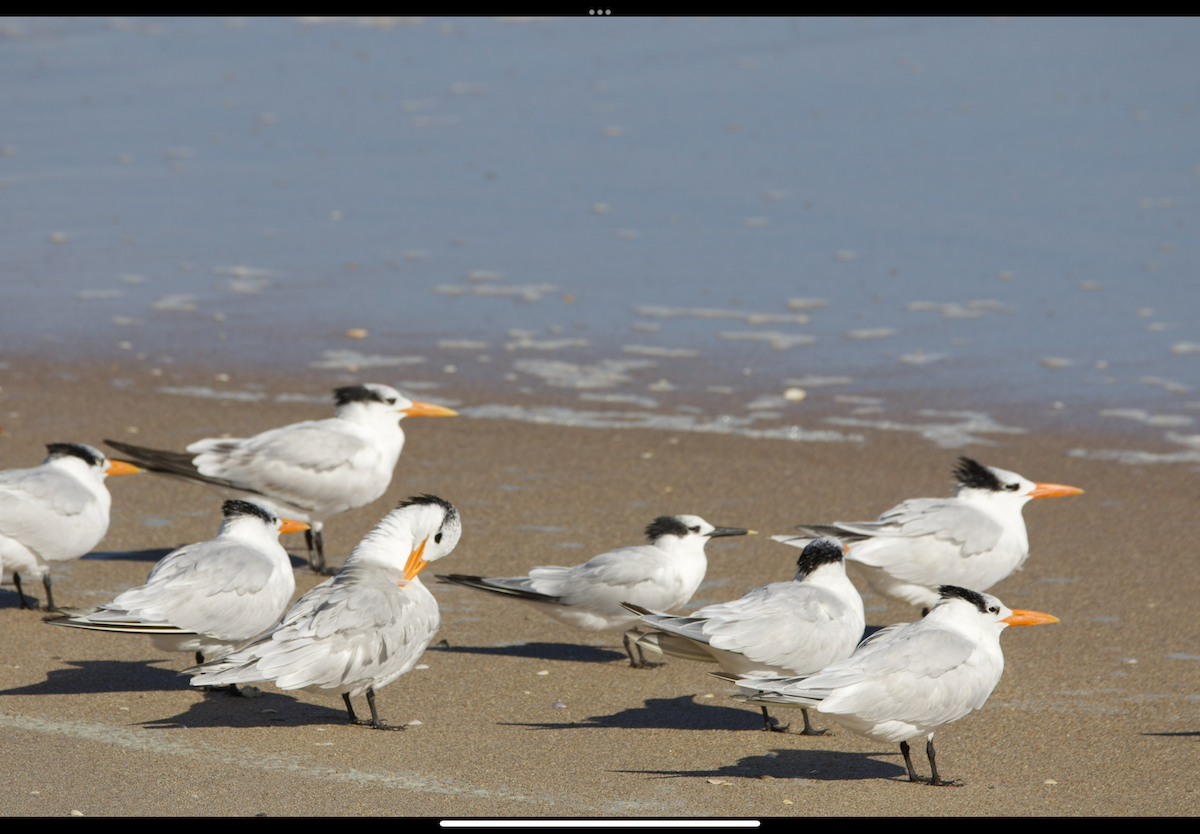 Sandwich Tern - ML647057753