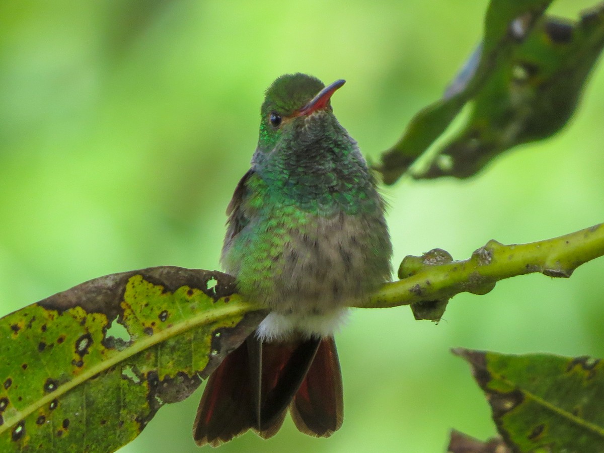 Rufous-tailed Hummingbird - ML647057756