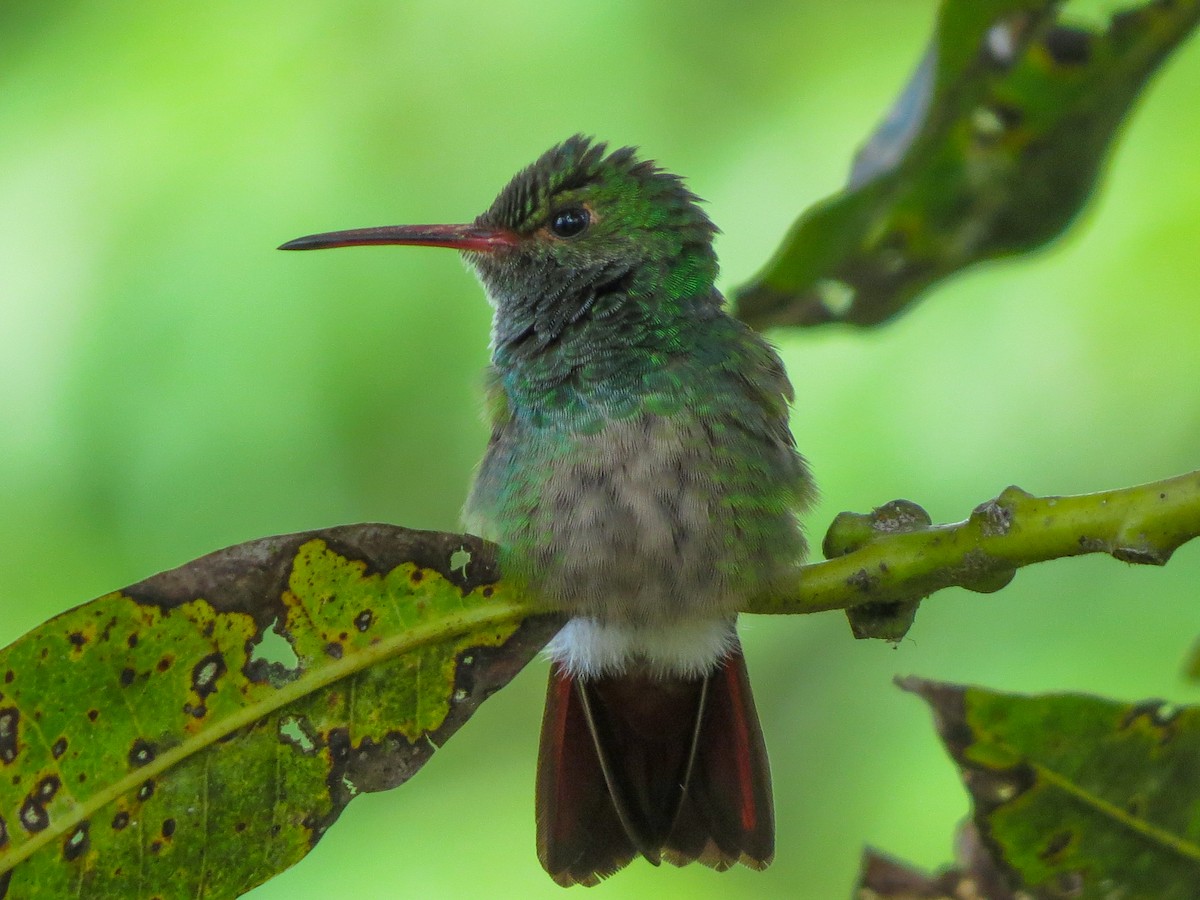Rufous-tailed Hummingbird - ML647057757