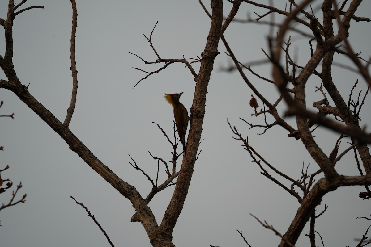 Жовна мала - ML647057772