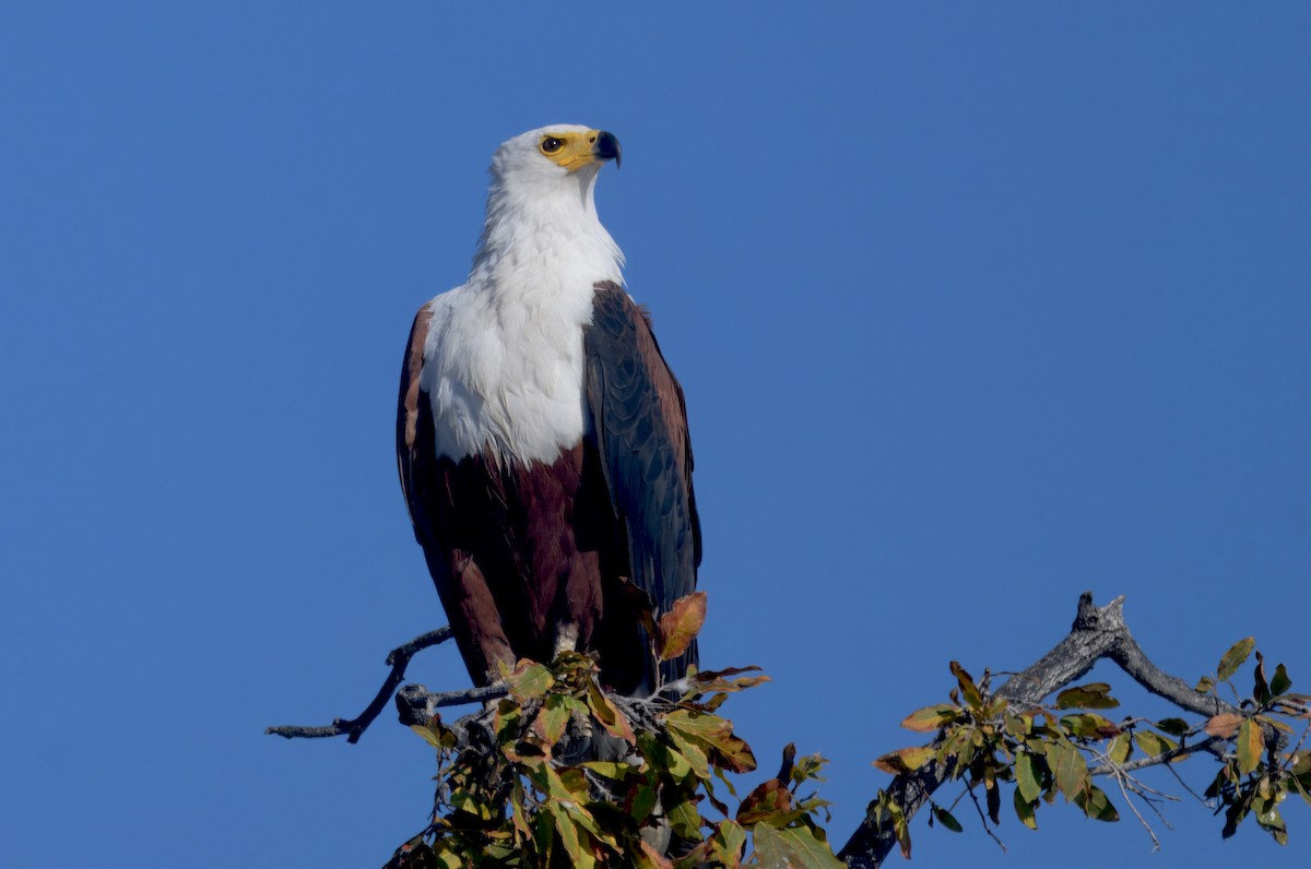 flodørn - ML647057776
