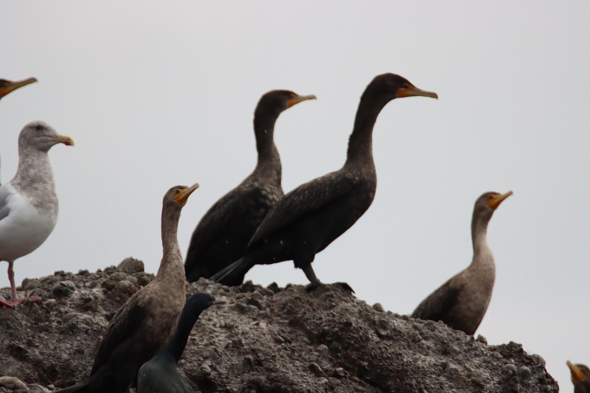 kormorán ušatý - ML647057778