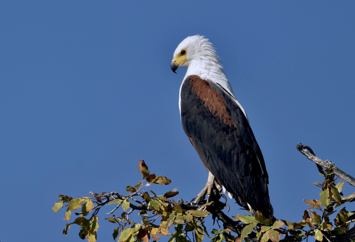 flodørn - ML647057779