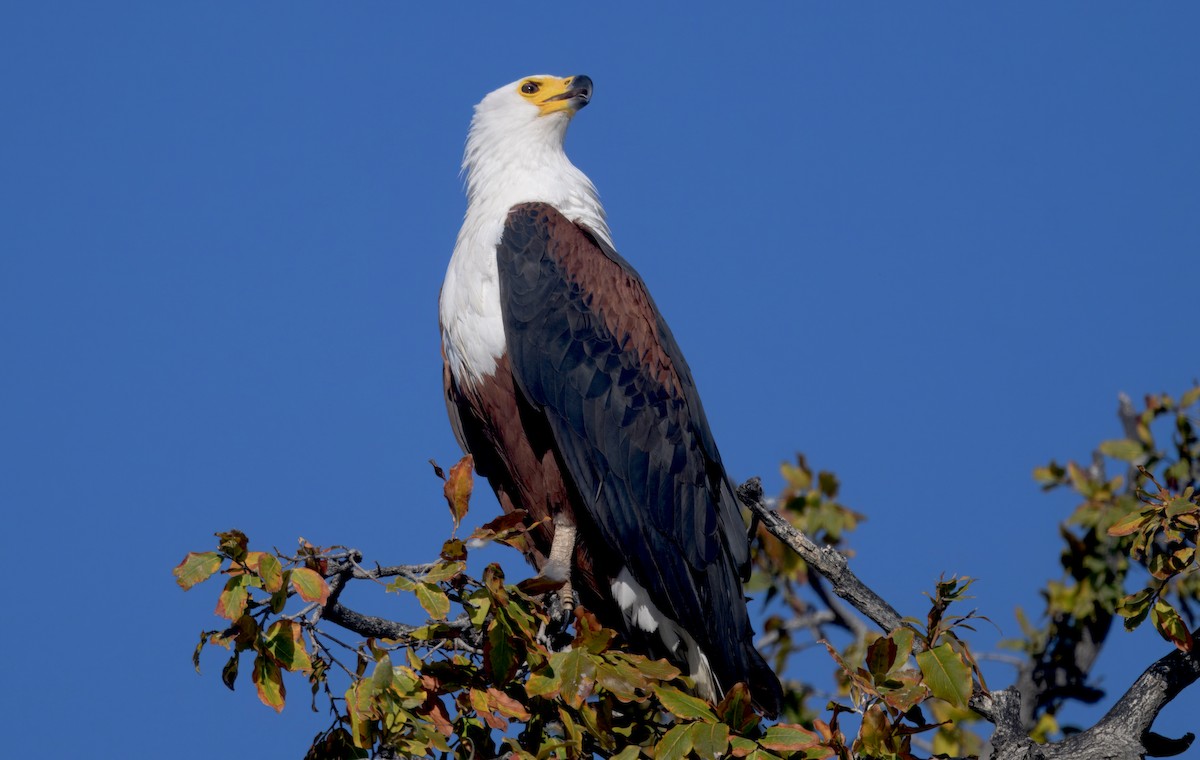 flodørn - ML647057780