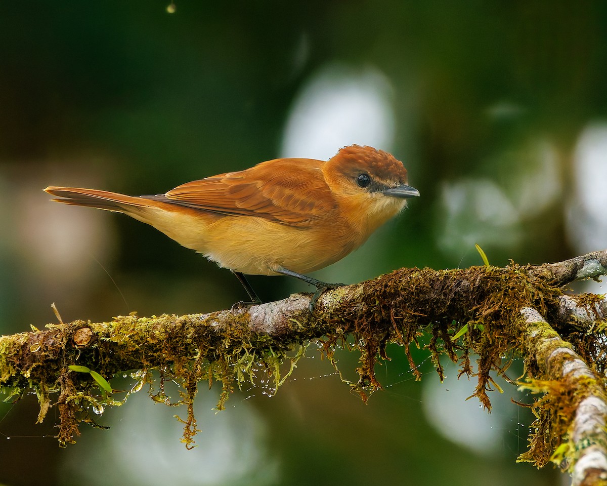 Cinnamon Becard - ML647057792