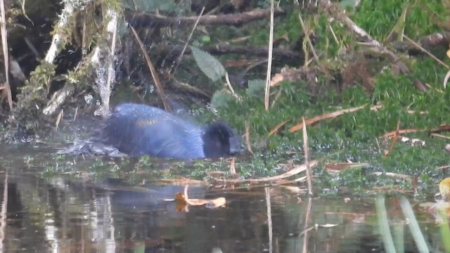 Hooded Mountain Tanager - ML647057793