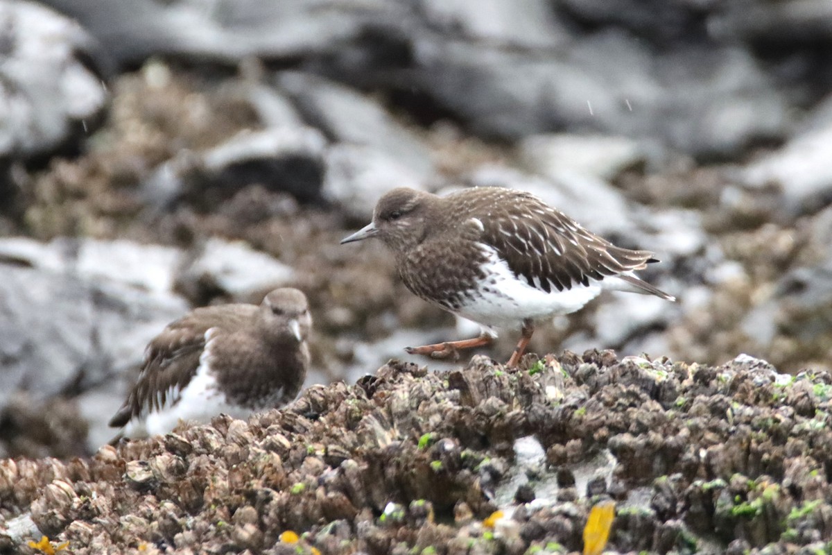 Black Turnstone - ML647057797