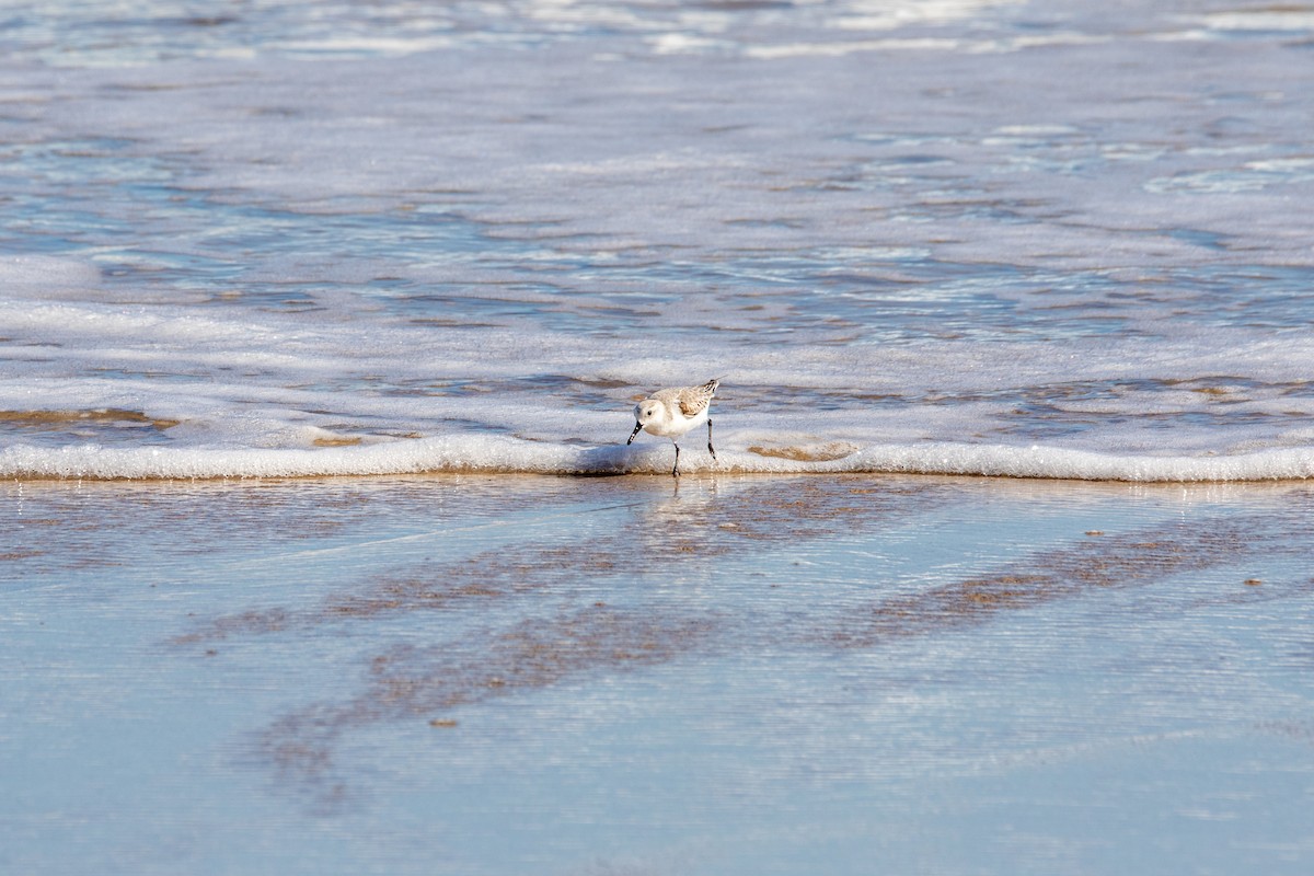 Sanderling - ML647057799