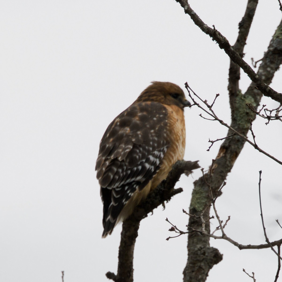 カタアカノスリ - ML647057806