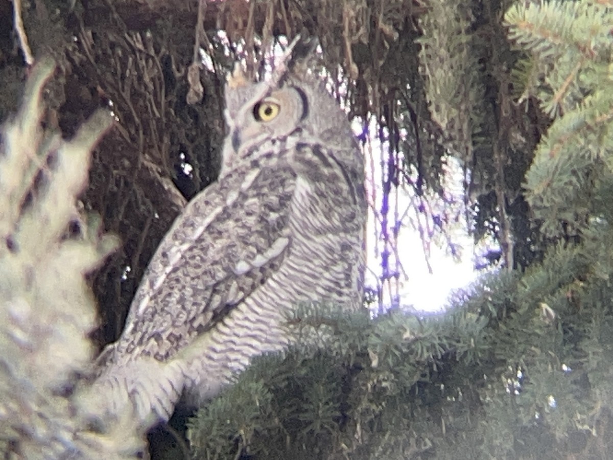 Пугач віргінський - ML647057809