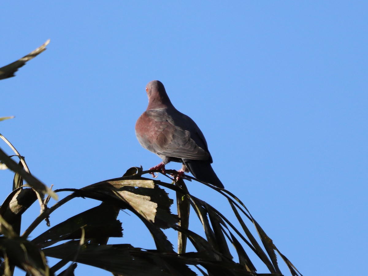 Red-billed Pigeon - ML647057811