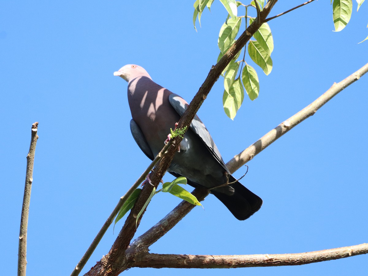 Red-billed Pigeon - ML647057812