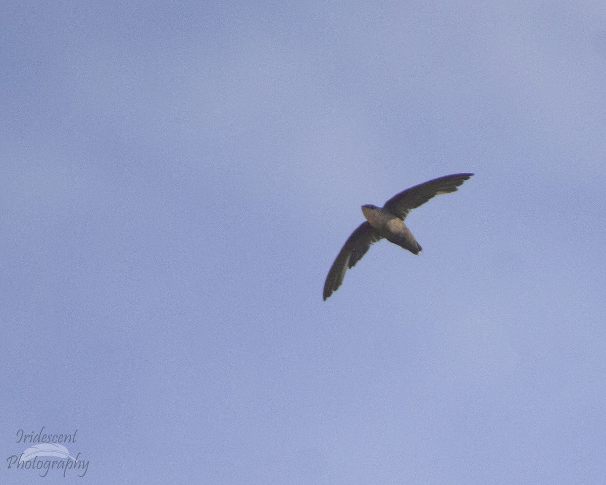 Chimney Swift - ML647057816