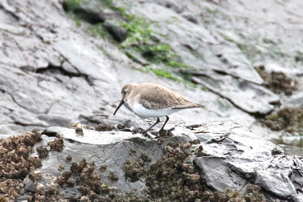 Побережник чорногрудий - ML647057817