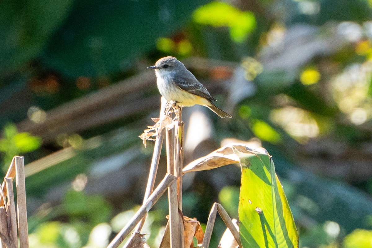 Vermilion Flycatcher - ML647057821