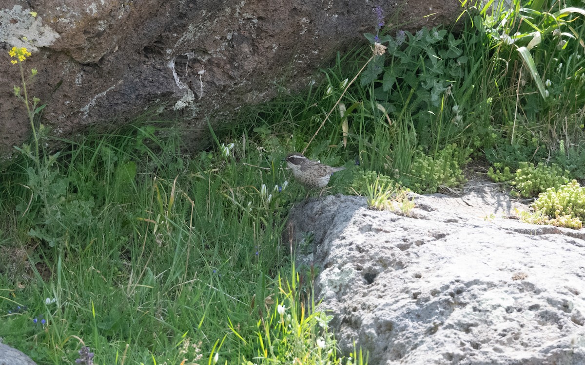 Acentor de Radde - ML647057824