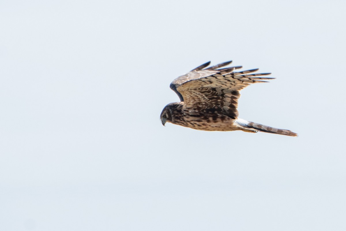 Northern Harrier - ML647057826