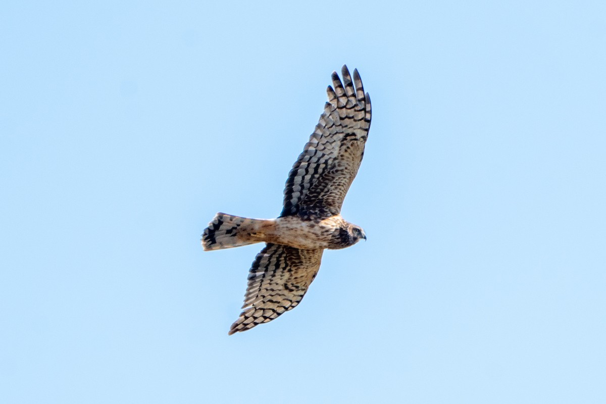 Northern Harrier - ML647057827