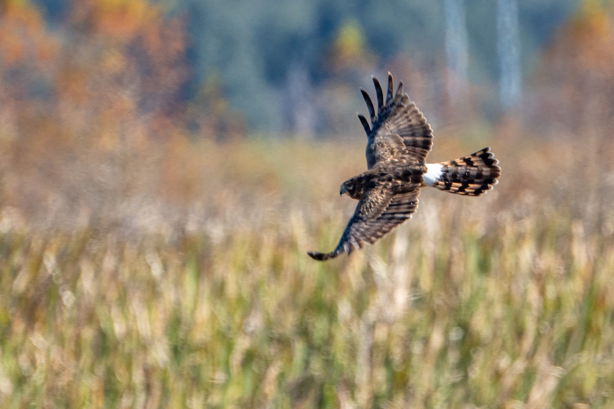 Northern Harrier - ML647057828