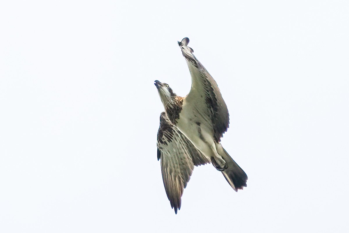 Скопа західна - ML647057843