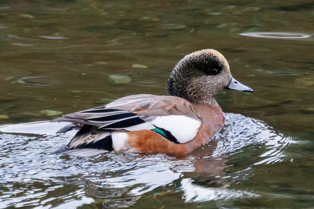 hvízdák americký - ML647057844