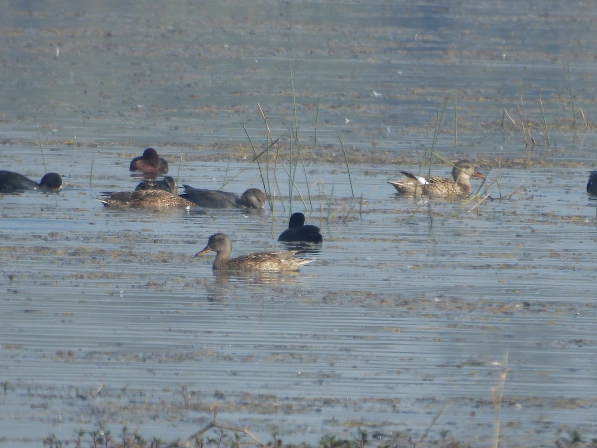 Нерозень - ML647057845