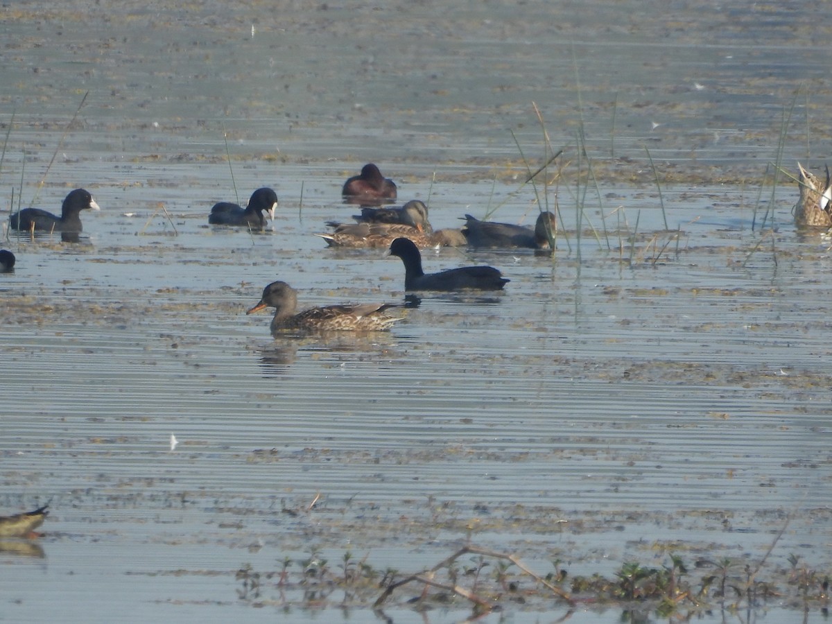 Нерозень - ML647057846